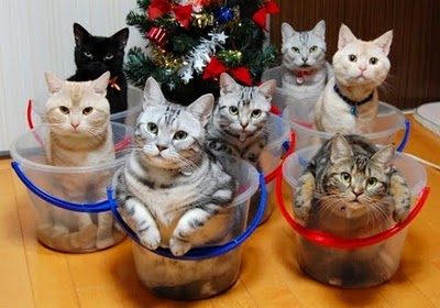image_1_RE_How_to_store_and_organize_cats-s400x280-42087.jpg