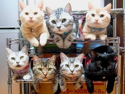 image_3_RE_How_to_store_and_organize_cats-s400x300-42085.jpg