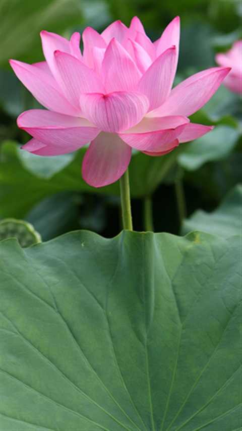 Lotus ハス 蓮