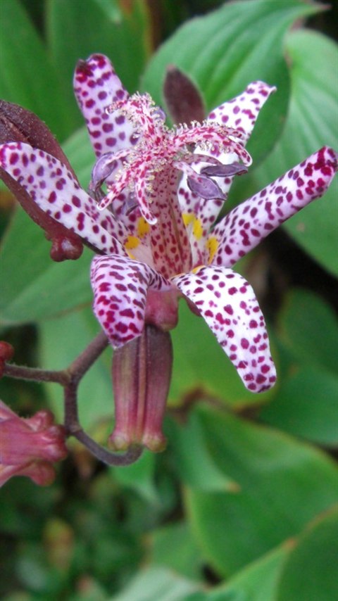 Toadlily ホトトギス 杜鵑草