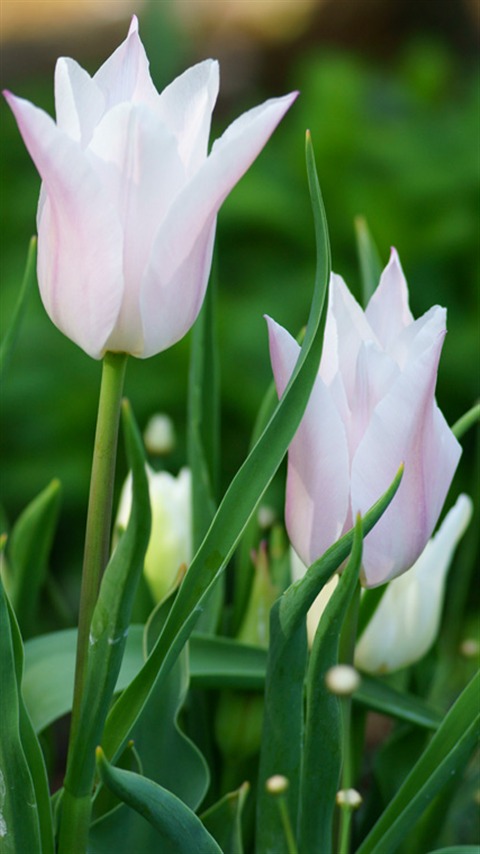 Tulip チューリップ