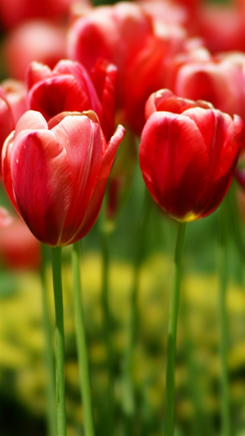 Tulip チューリップ