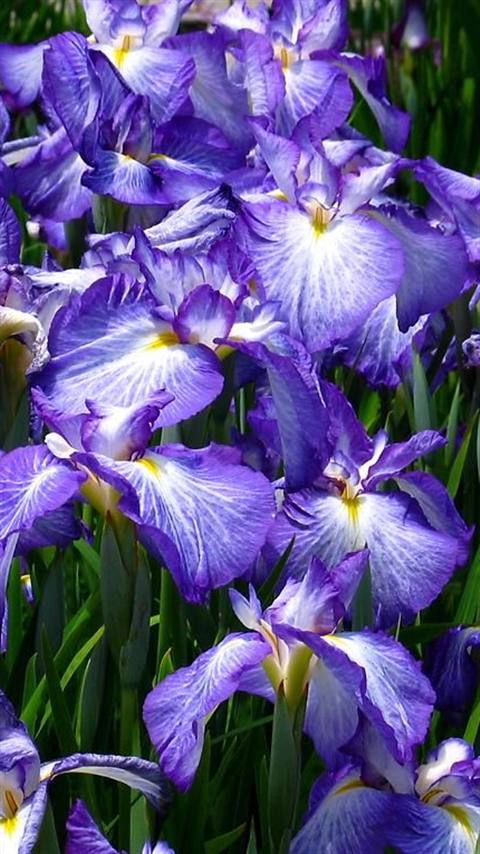 Iris ハナショウブ 花菖蒲