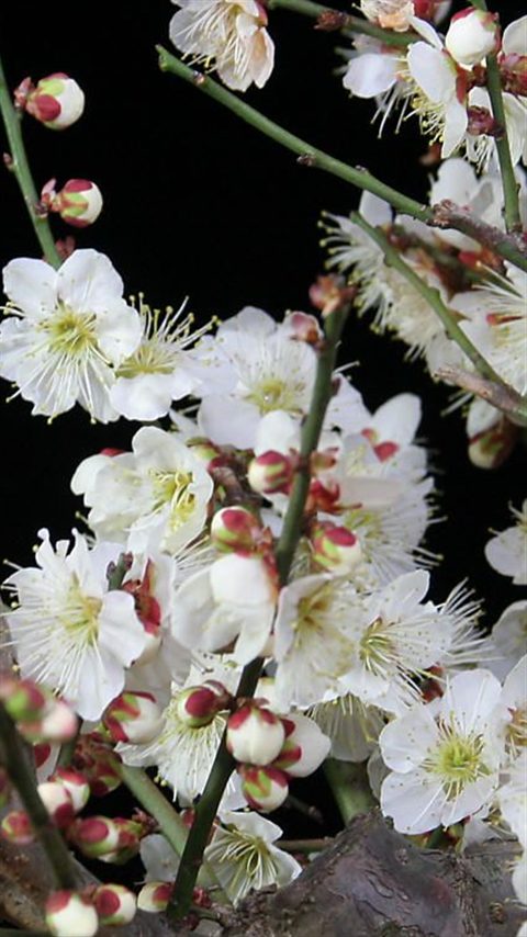 Prunus mume 梅 ウメ