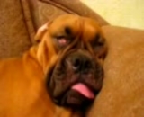 【動画】もの凄い形相で寝ている犬